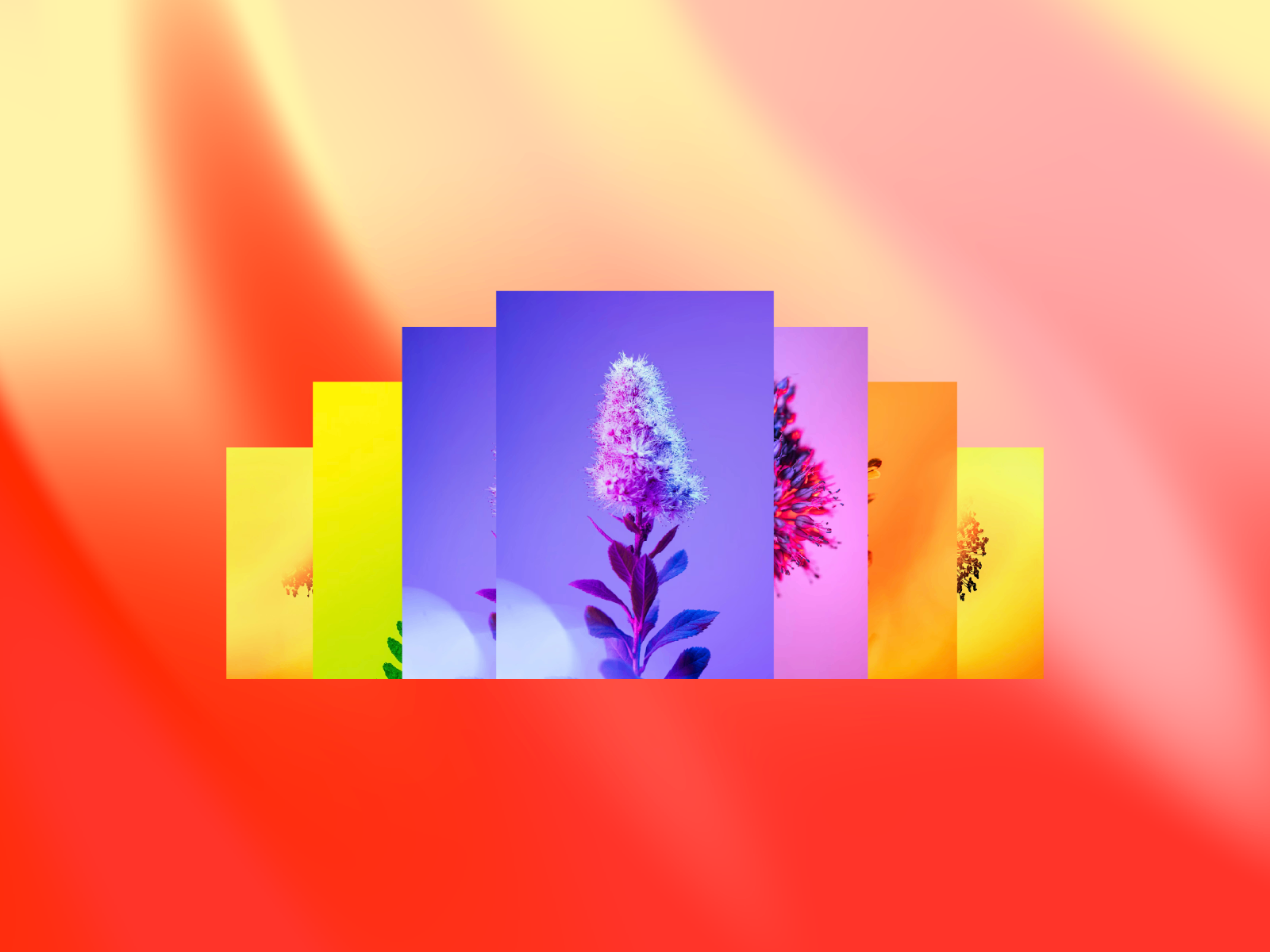 Image Scroll Gallery preview